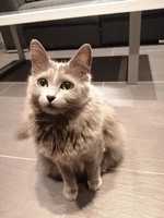 NEBELUNG SHAYLEE